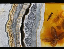 Cross-section of sedimentary rock showing various fossil preservation types, including permineralized dinosaur bones, carbonized leaf impressions, amber-preserved insects, and molds and casts of sea shells, illustrating the diversity of ancient life forms preserved in stone.